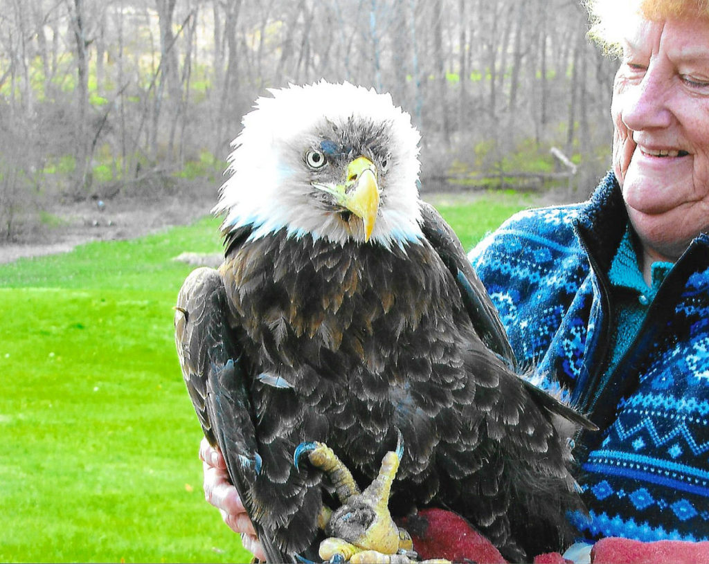 American Bald Eagle Rescue