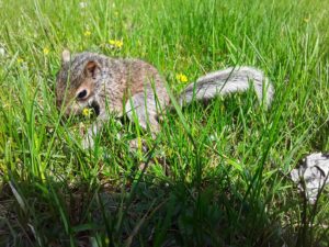 Baby squirrel in grass