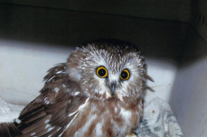 Saw whet owl rehab