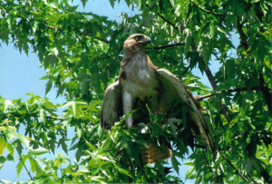 Released hawk