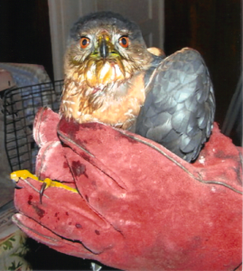 (Another hawk brought back to health by H.O.W.L. CT)