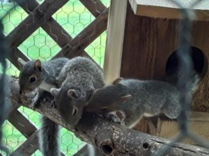 Squirrels on a branch