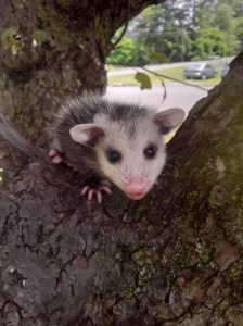 Baby opossum