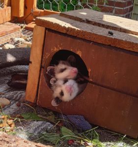 Opossum buddies