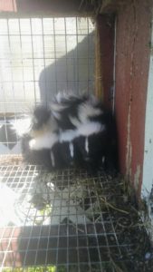 Trio of skunks